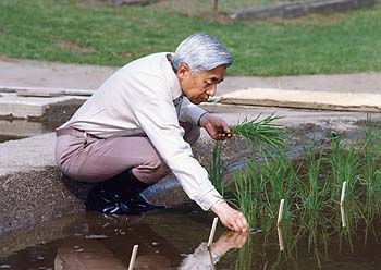 お田植えのお写真