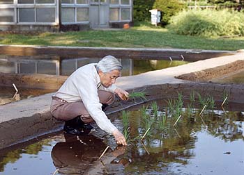 お田植えのお写真
