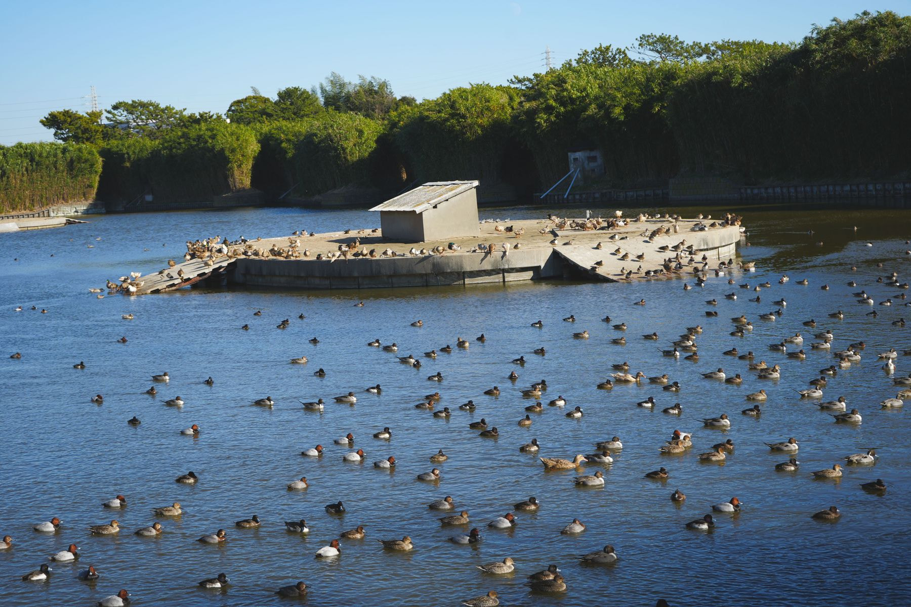 新浜鴨場・元溜