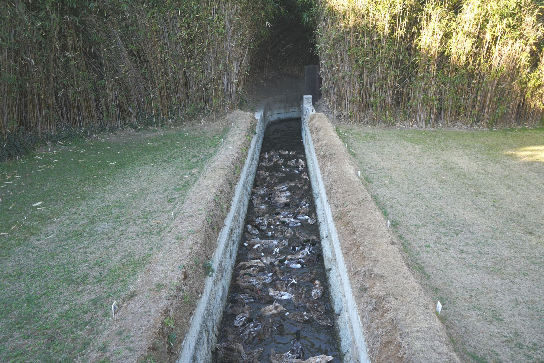 新浜鴨場・元溜