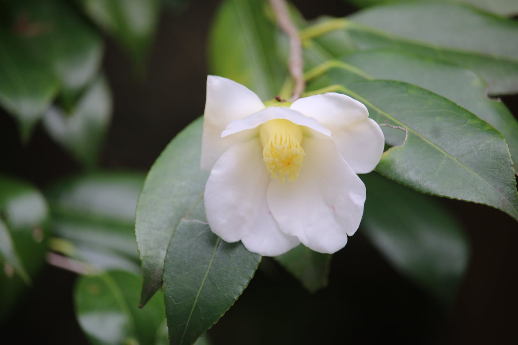 Camellia ʻShirowabisukeʼ