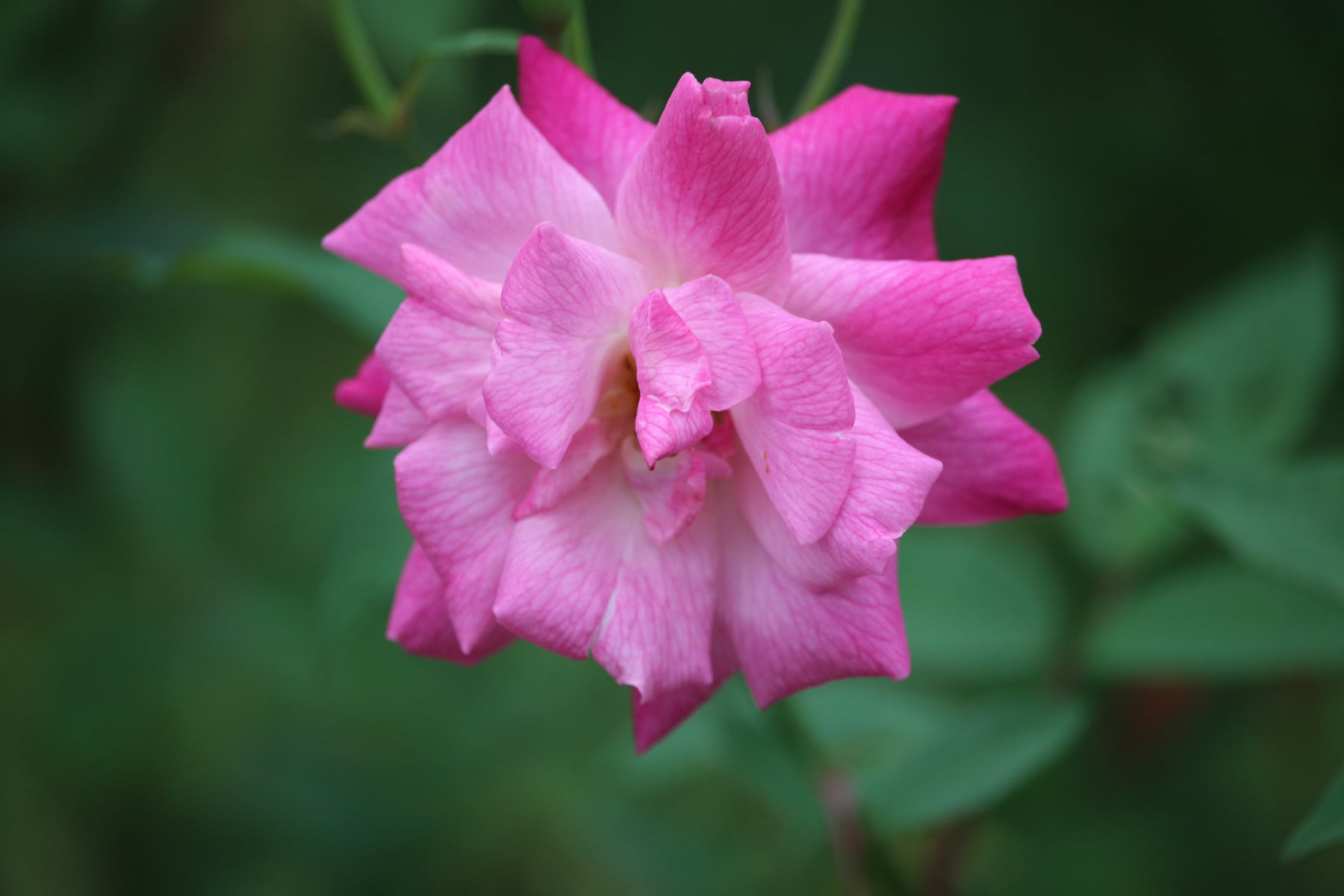 China rose