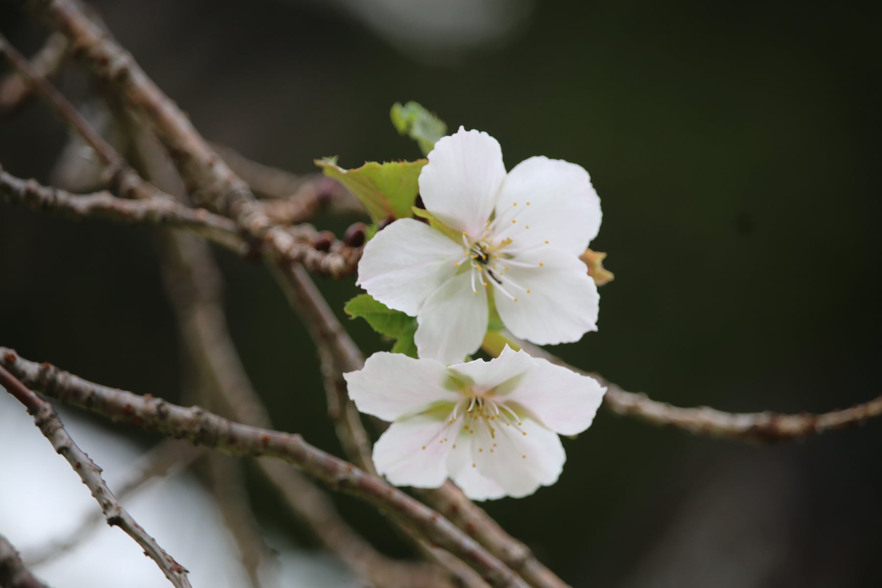 Fuyuzakura cherry tree