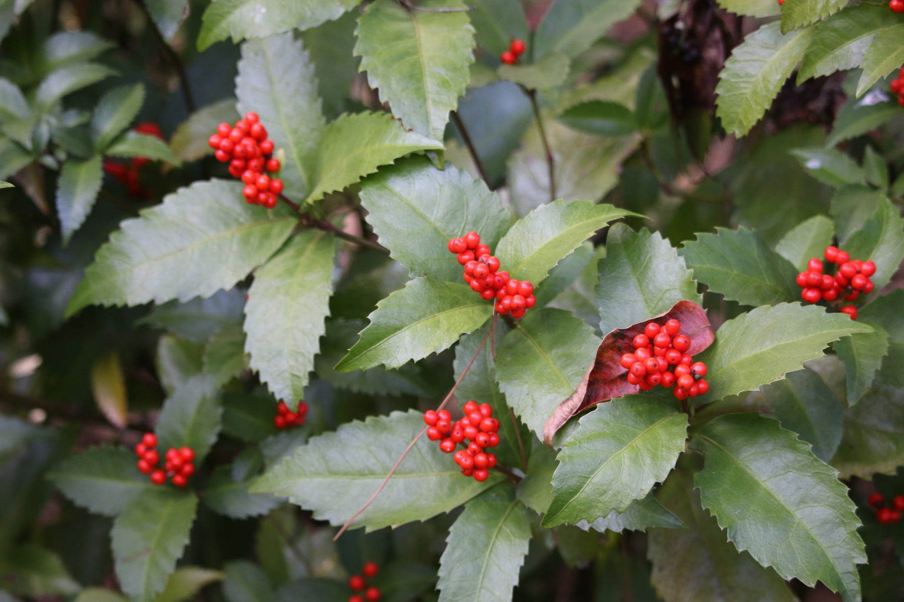 Glabrous sarcandra herb (fruit)