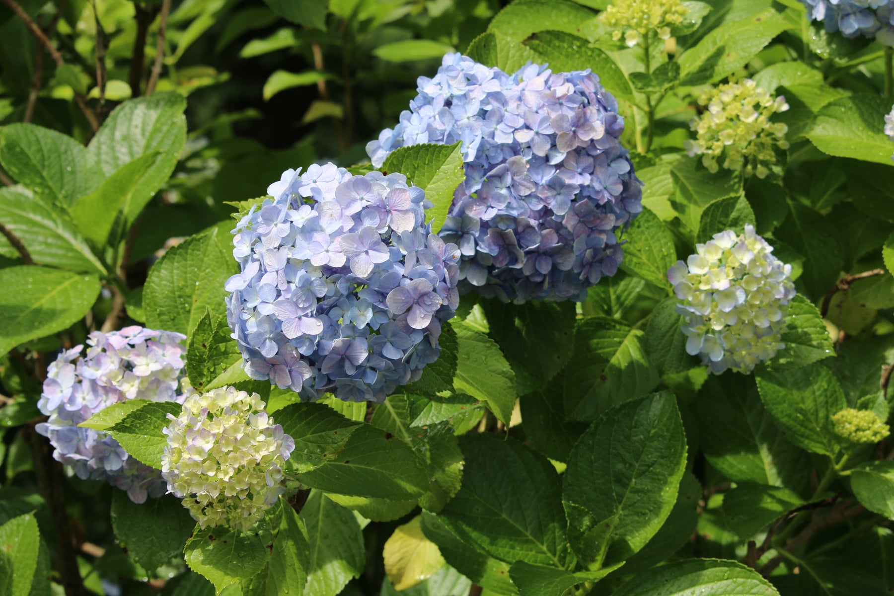 Hydrangea