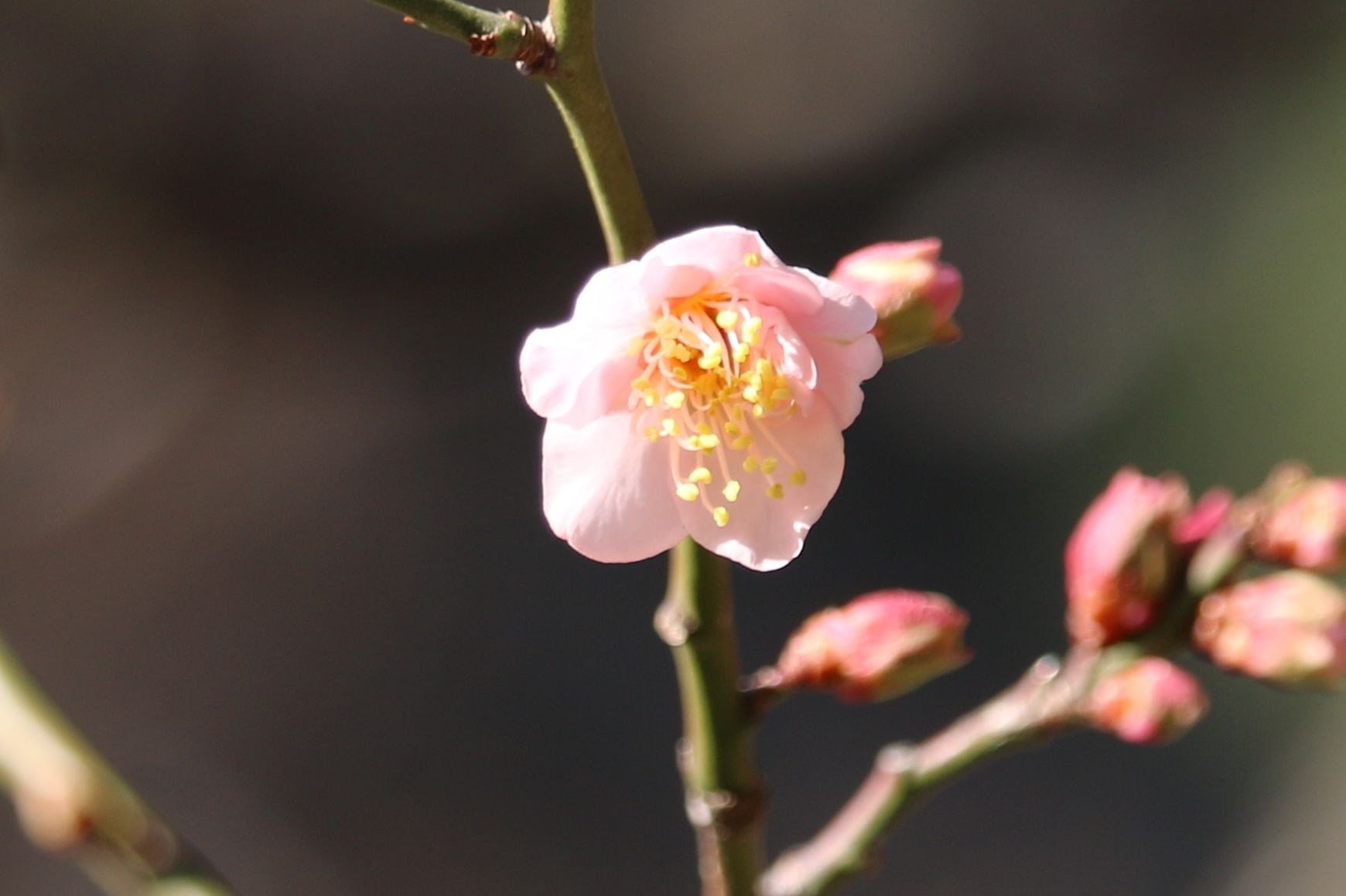 Japanese apricot ʻKoutoujiʼ