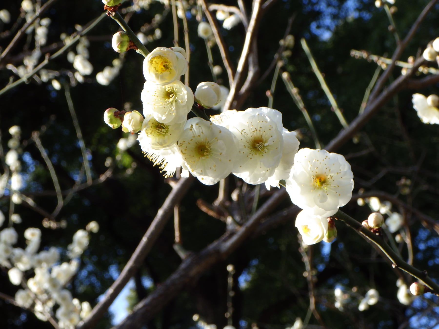 Japanese apricot ʻYaeyabaiʼ