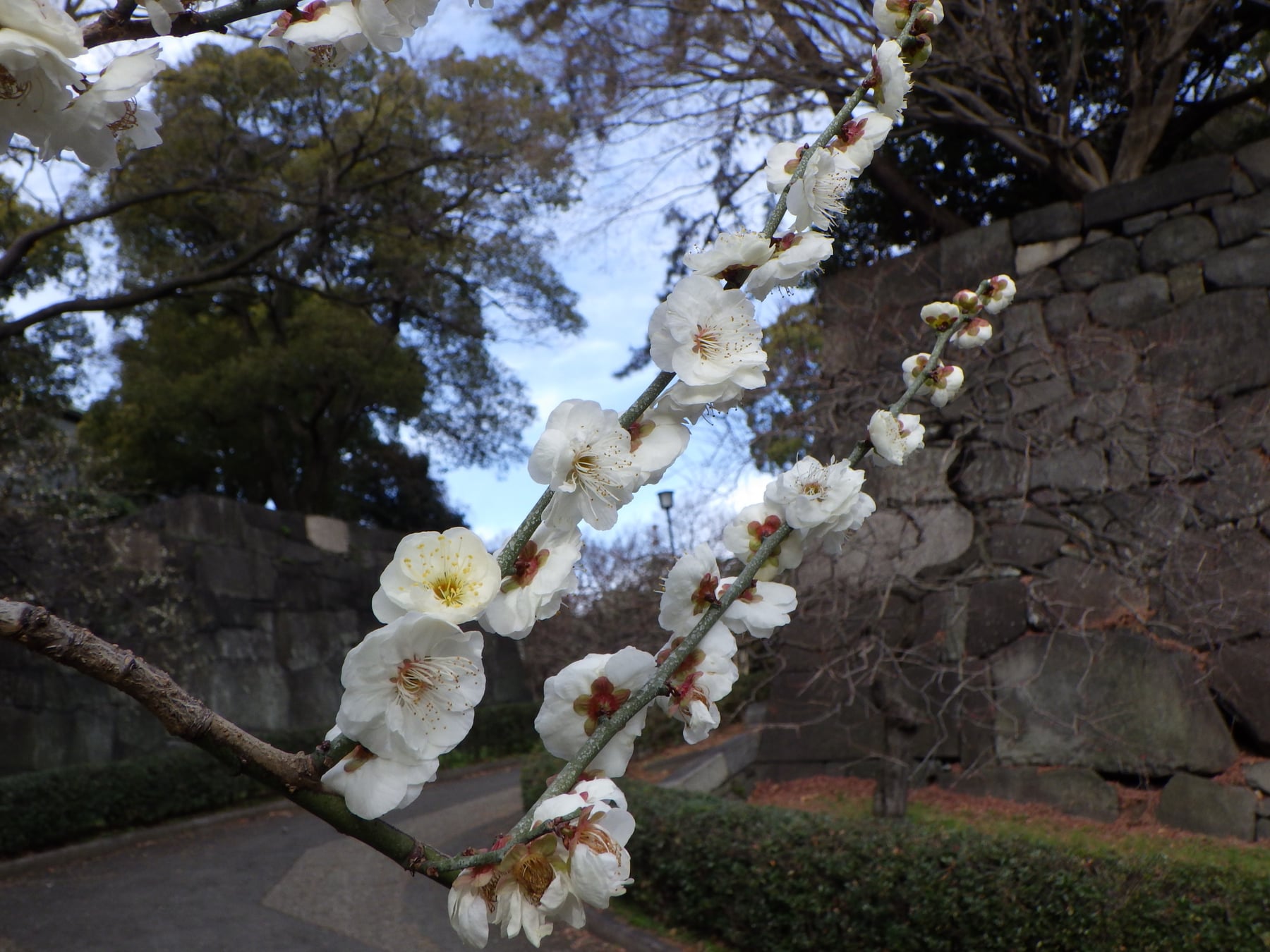 Japanese apricot ʻYaeyabaiʼ