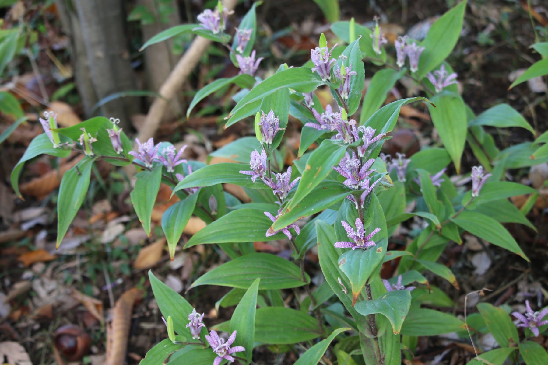 Japanese toad lily