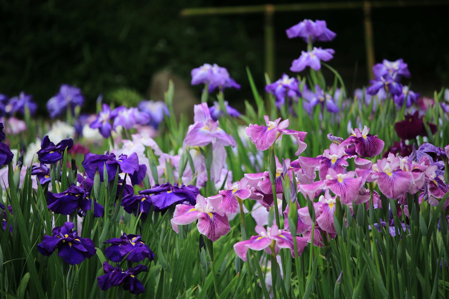 Japanese water iris