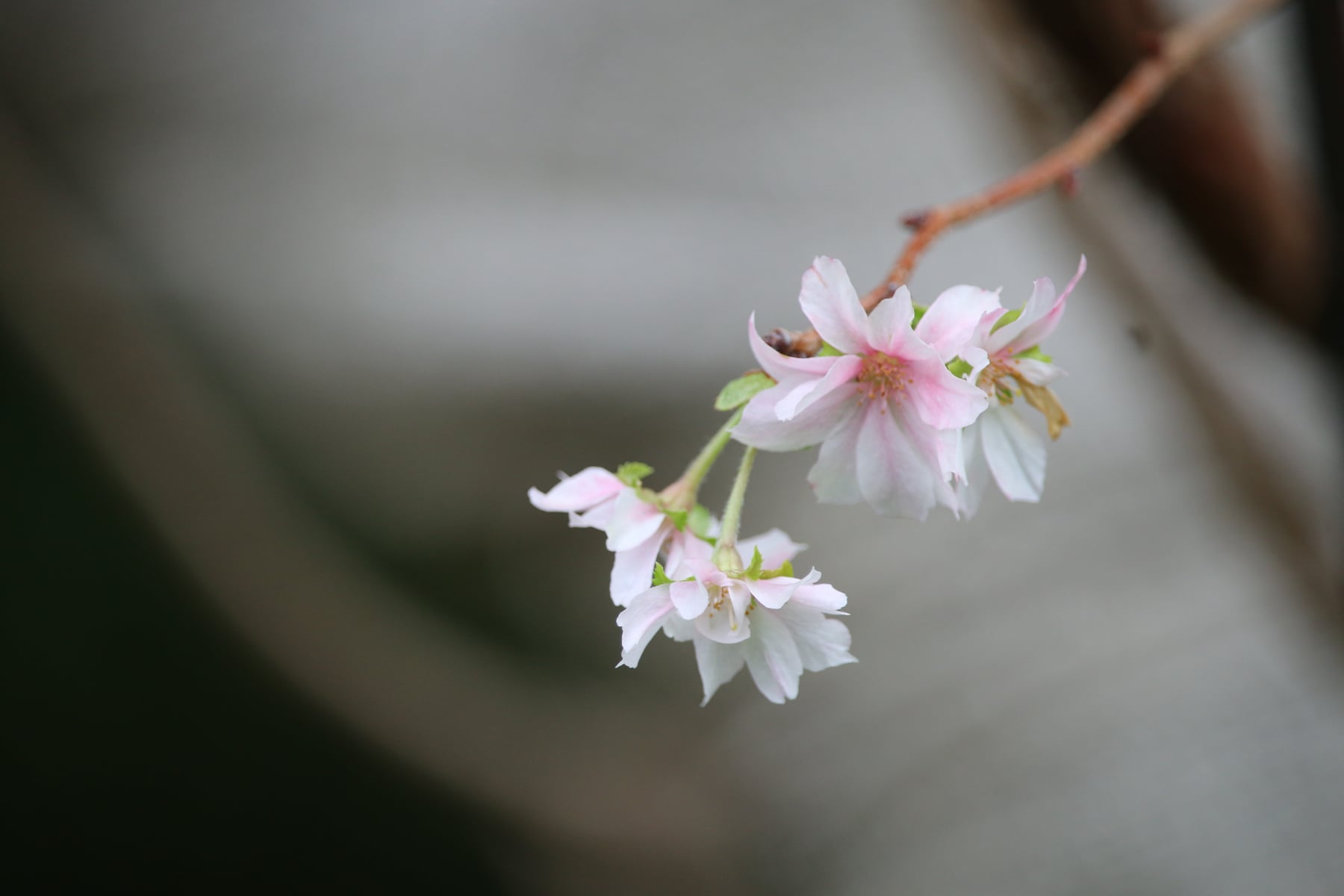 Jugatsuzakura cherry tree