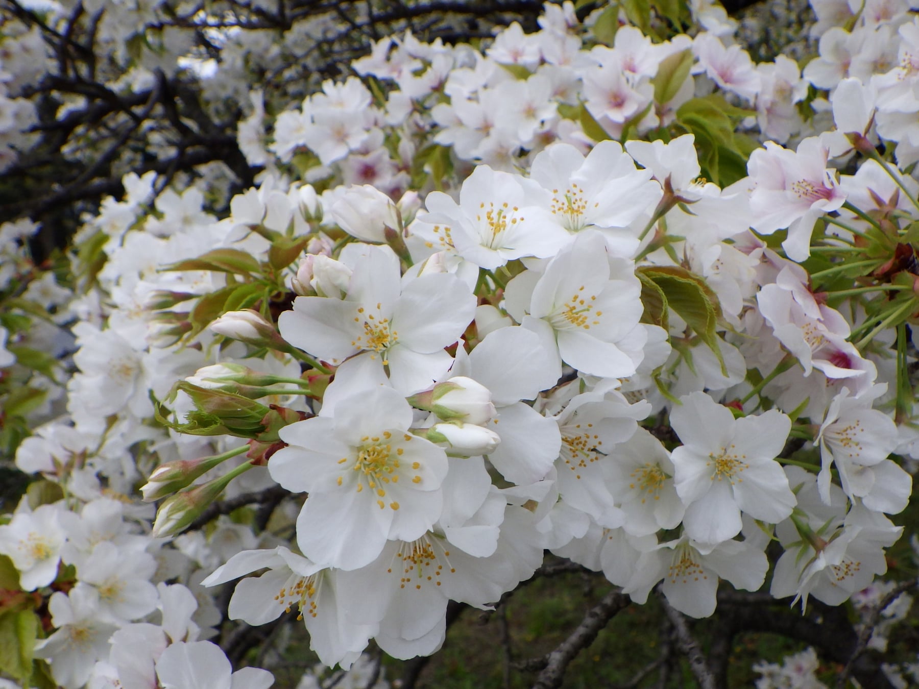 Oshima cherry tree