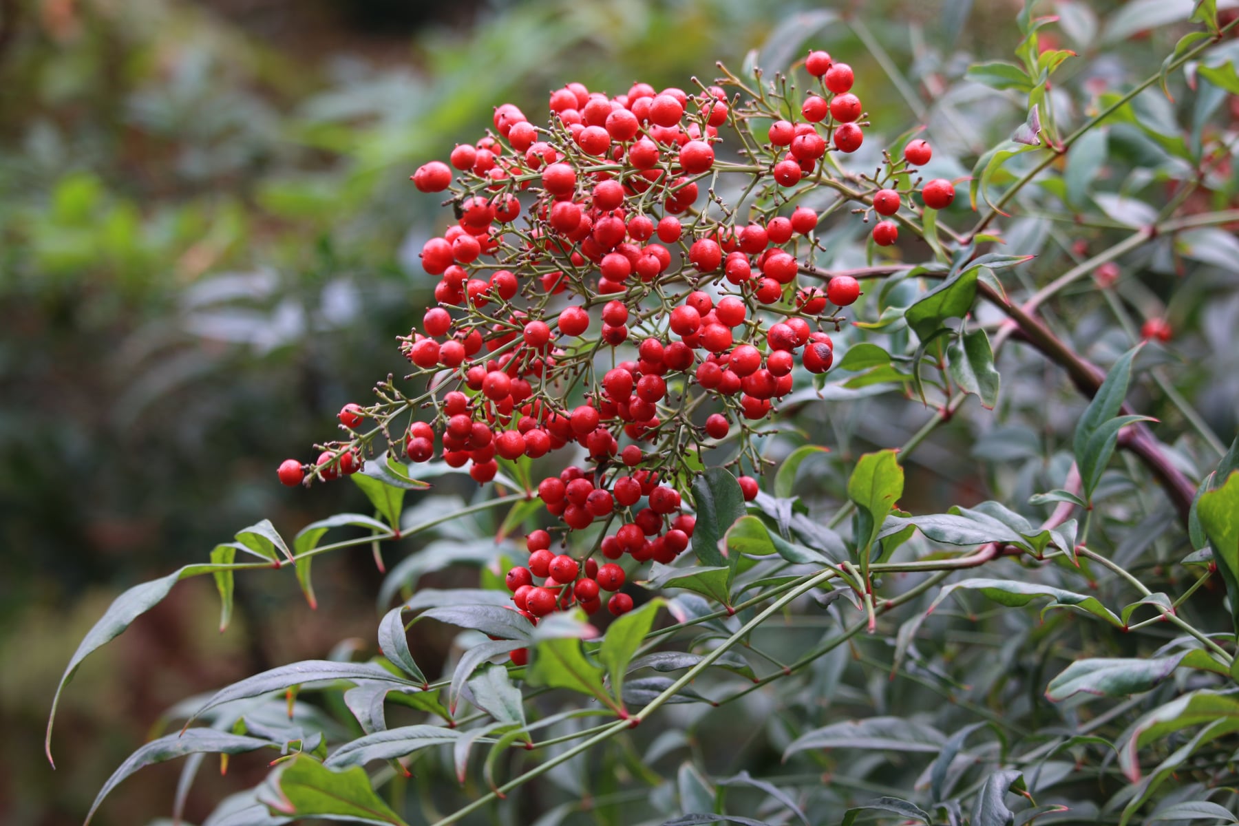 Nandina (fruit)