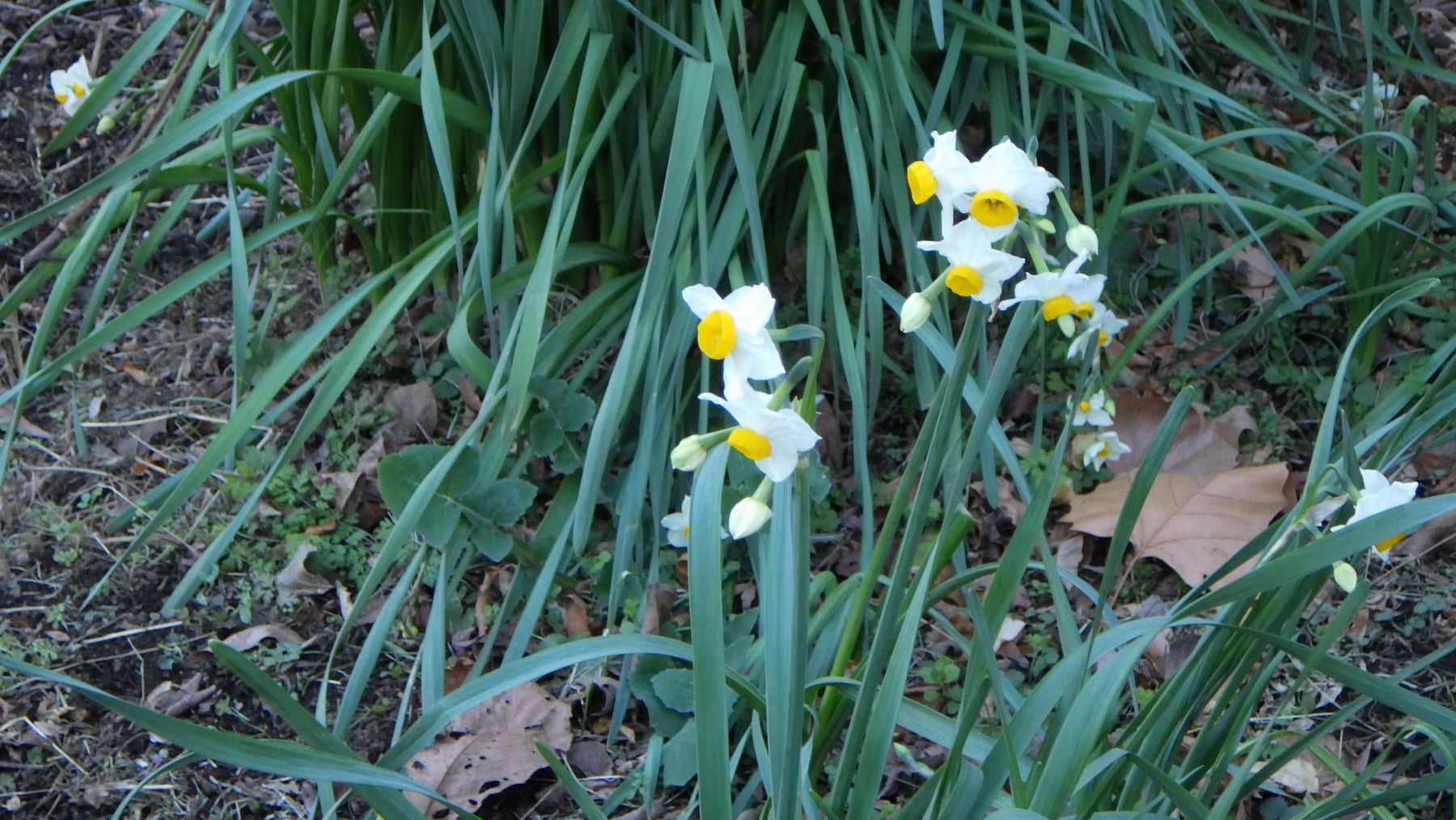 Narcissus