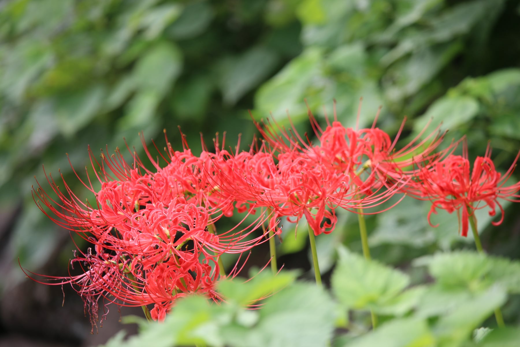 Red spider lily