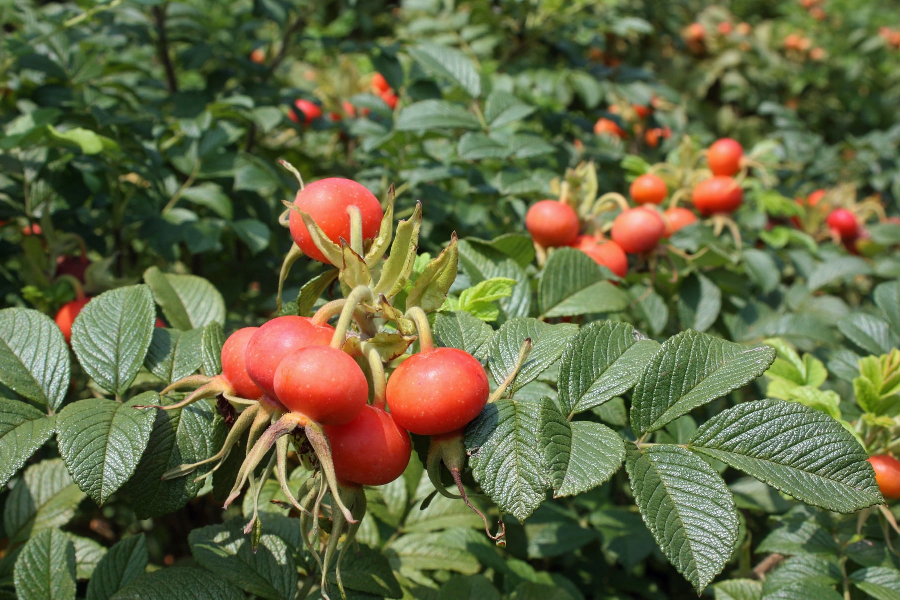 Rugosa rose (fruit)