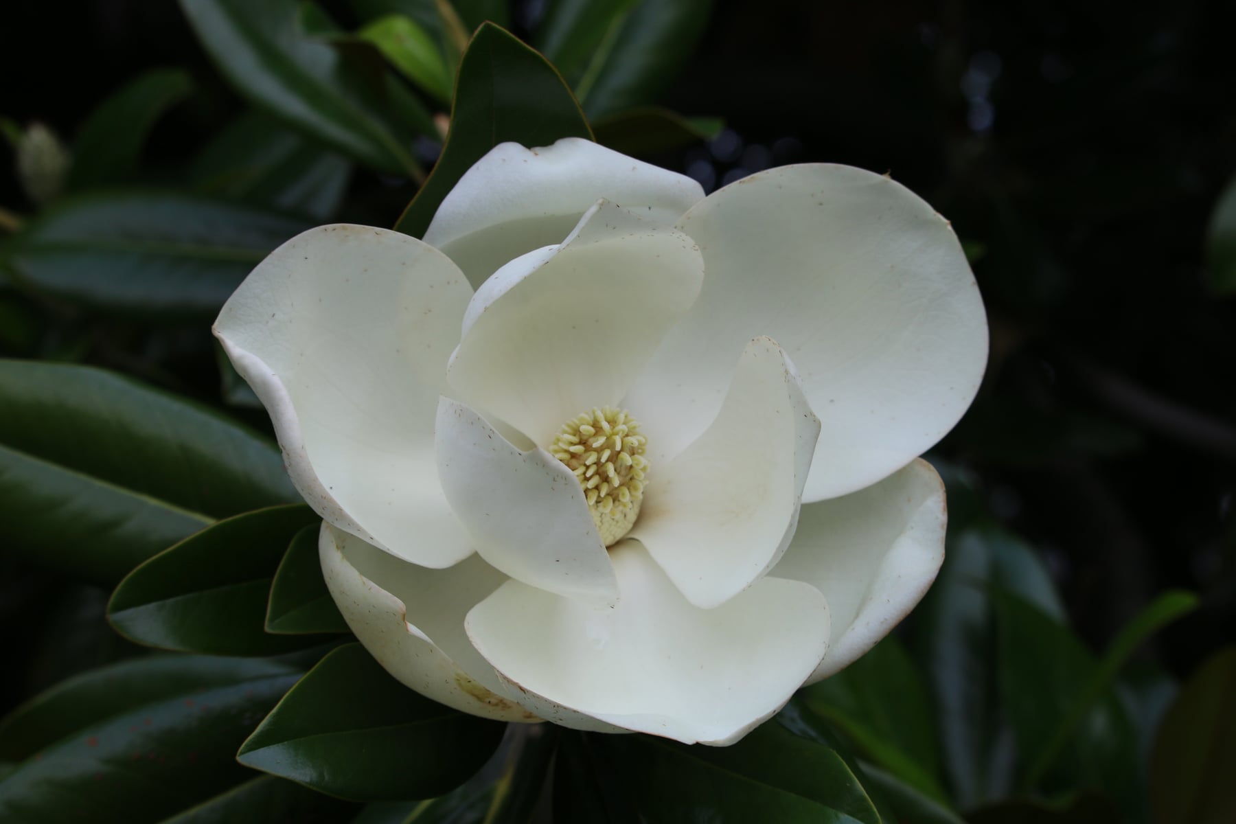 Southern Magnolia