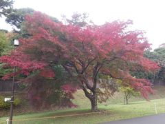 オオモミジとフユザクラ（局門付近）