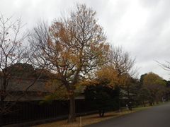 イロハモミジ（乾通り後半）