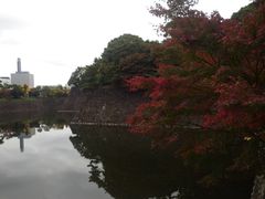 オオサカズキ（乾濠付近）