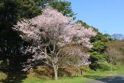 コシノヒガンザクラ（吹上御苑付近）