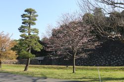 ジンダイアケボノ（蓮池濠付近）