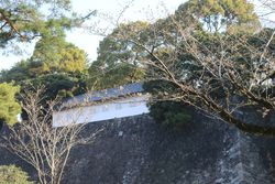 ソメイヨシノ（蓮池濠付近）