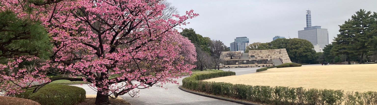 リュウキュウカンヒザクラと天守台