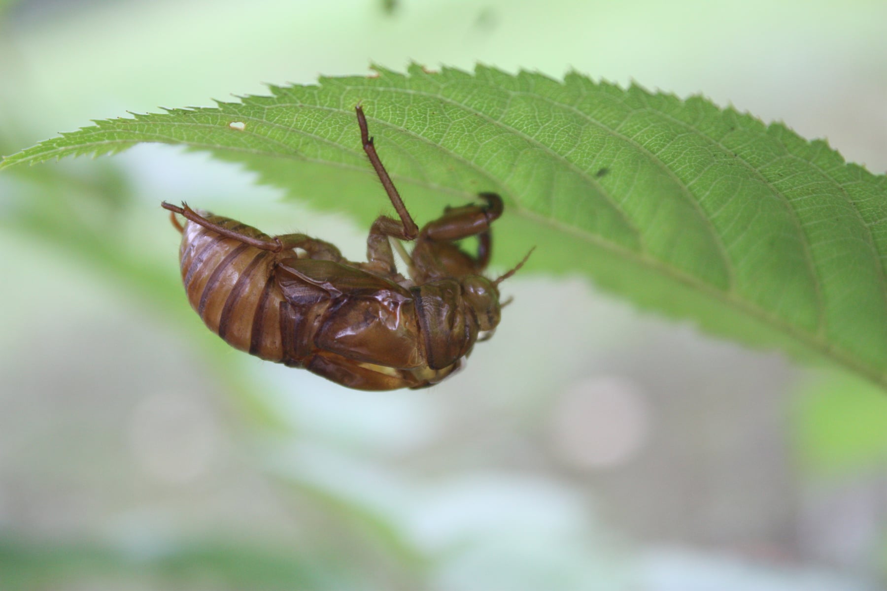 アブラゼミ（抜け殻）