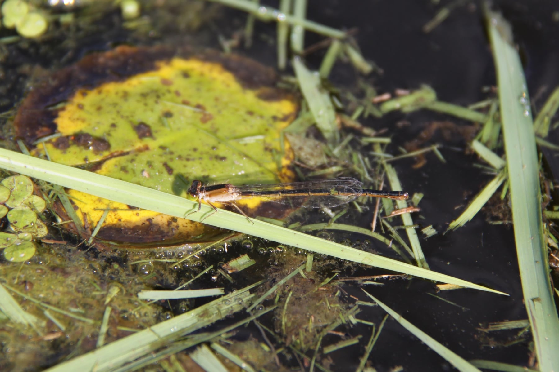 アオモンイトトンボ（メス）