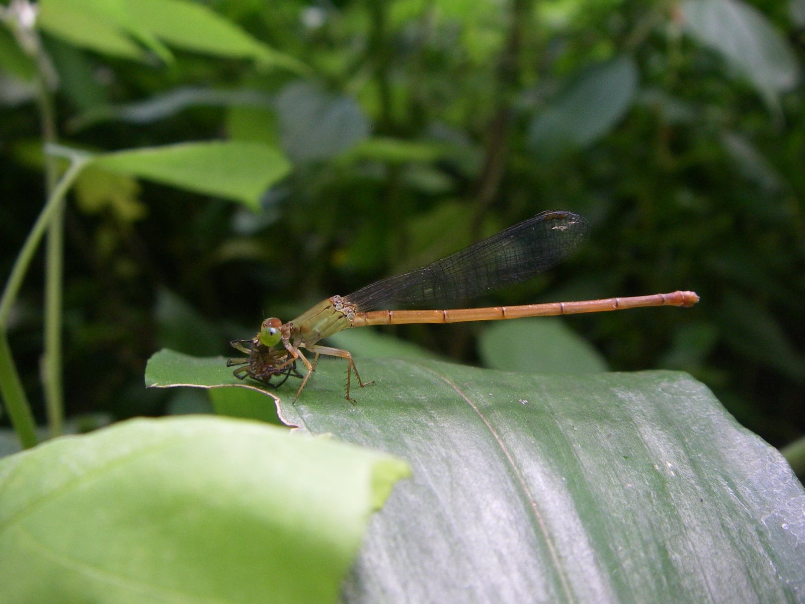 ベニイトトンボ（メス）