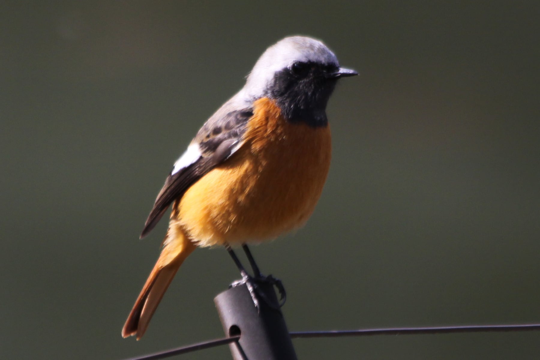 ジョウビタキ（オス）