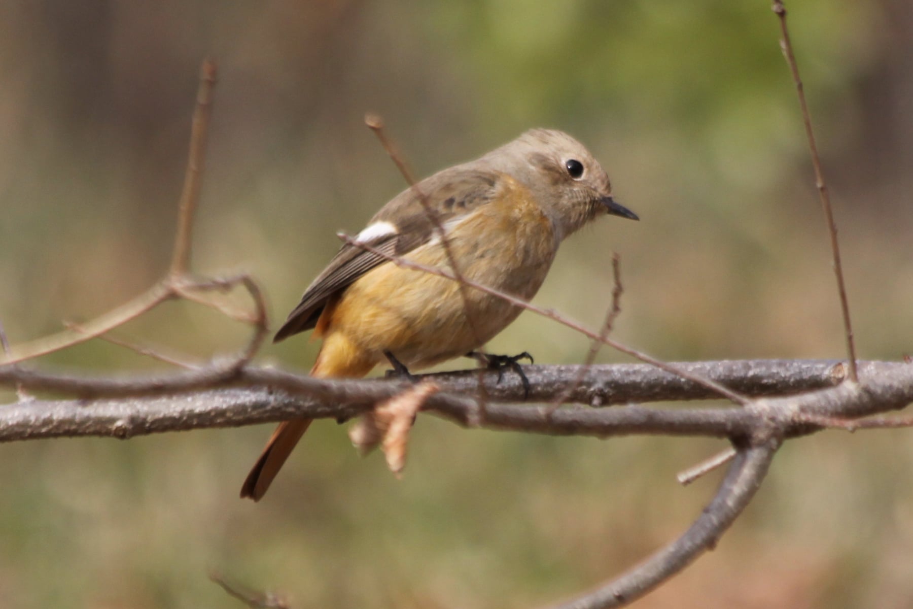 ジョウビタキ（メス）