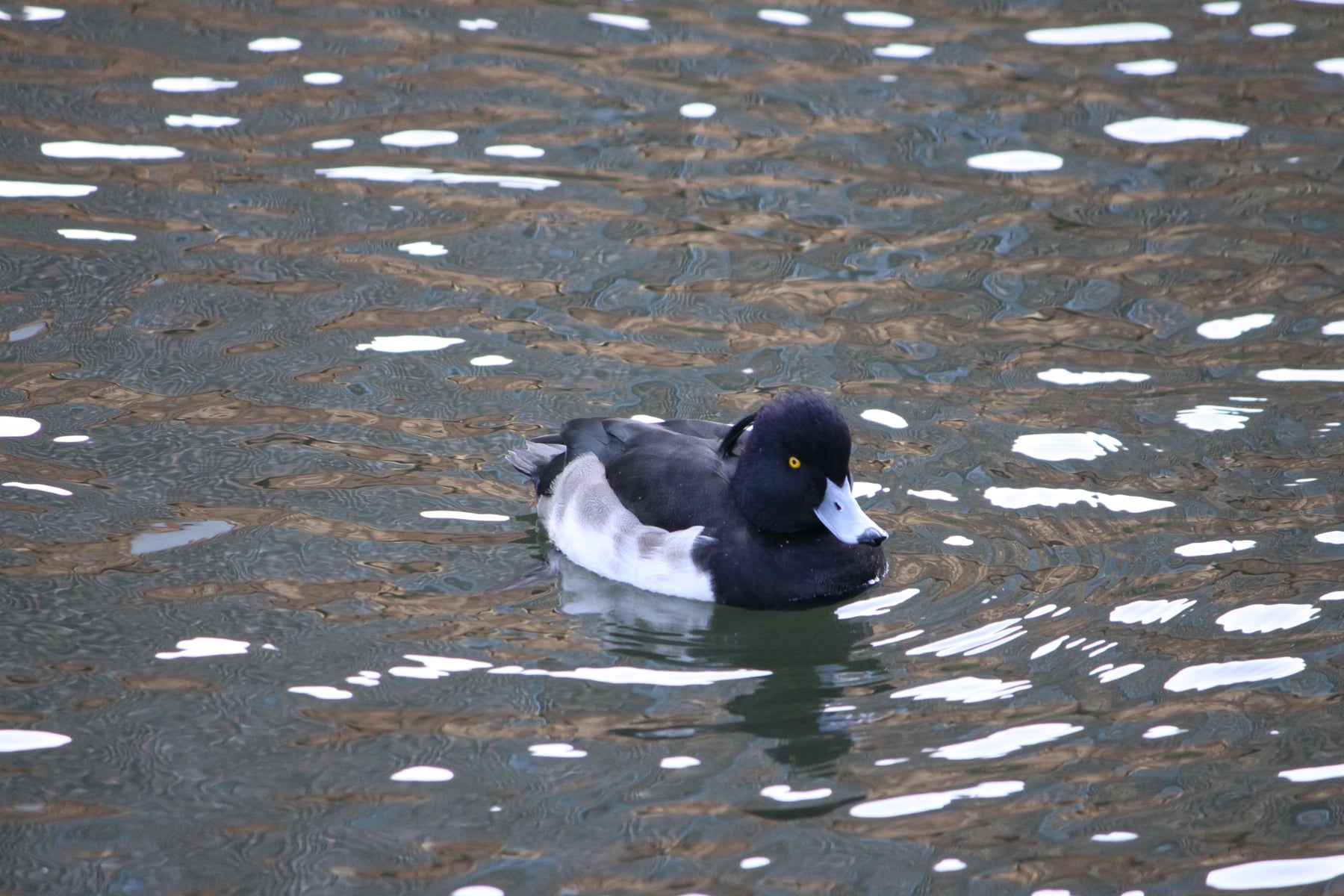 キンクロハジロ