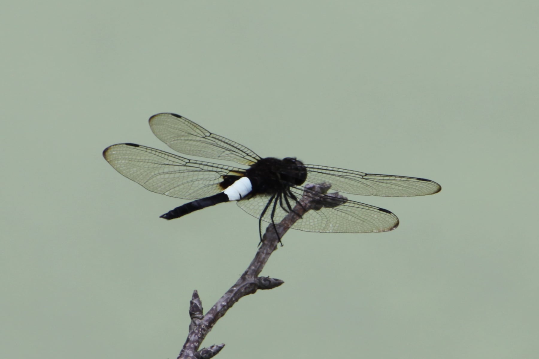 コシアキトンボ（オス）