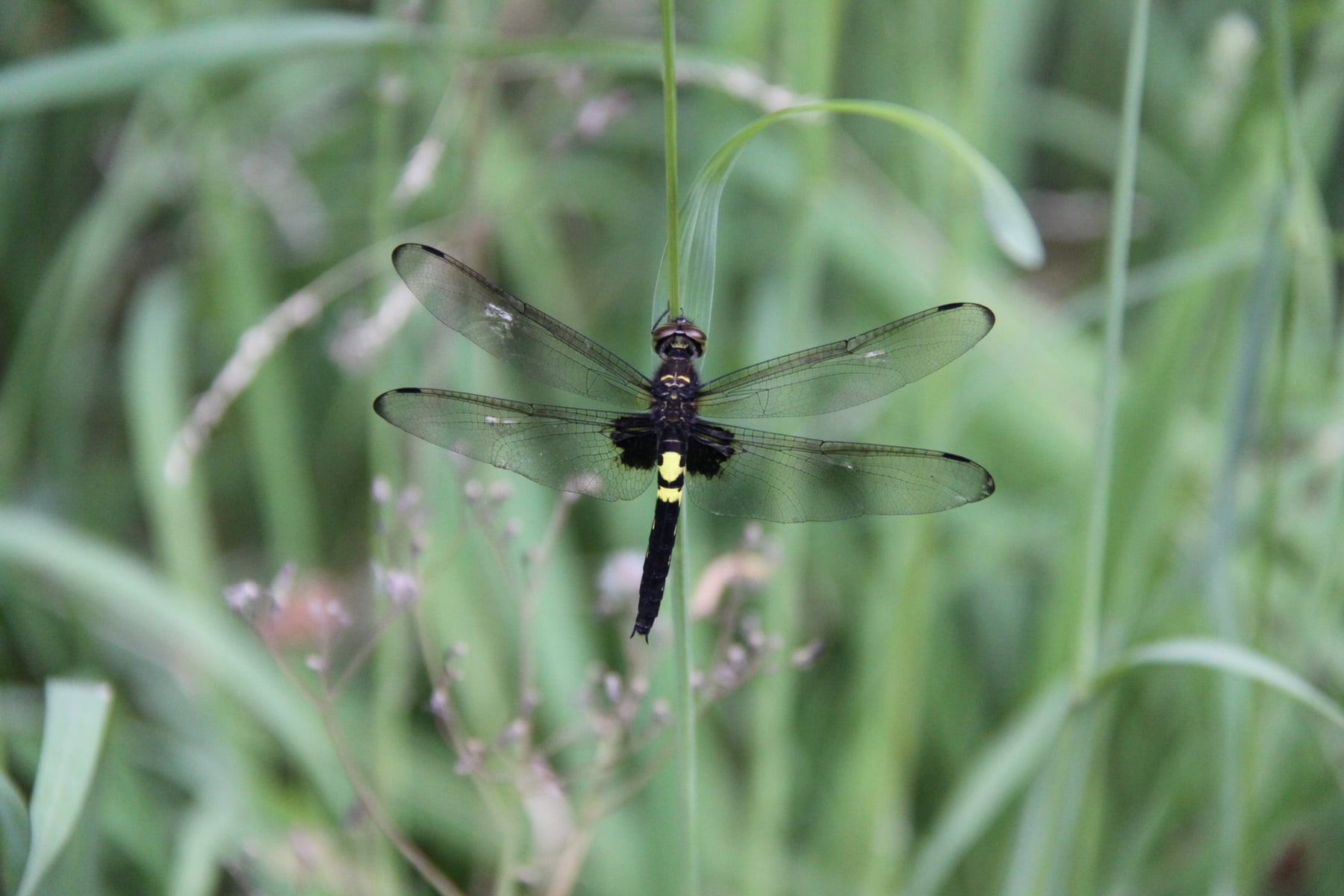コシアキトンボ（メス）
