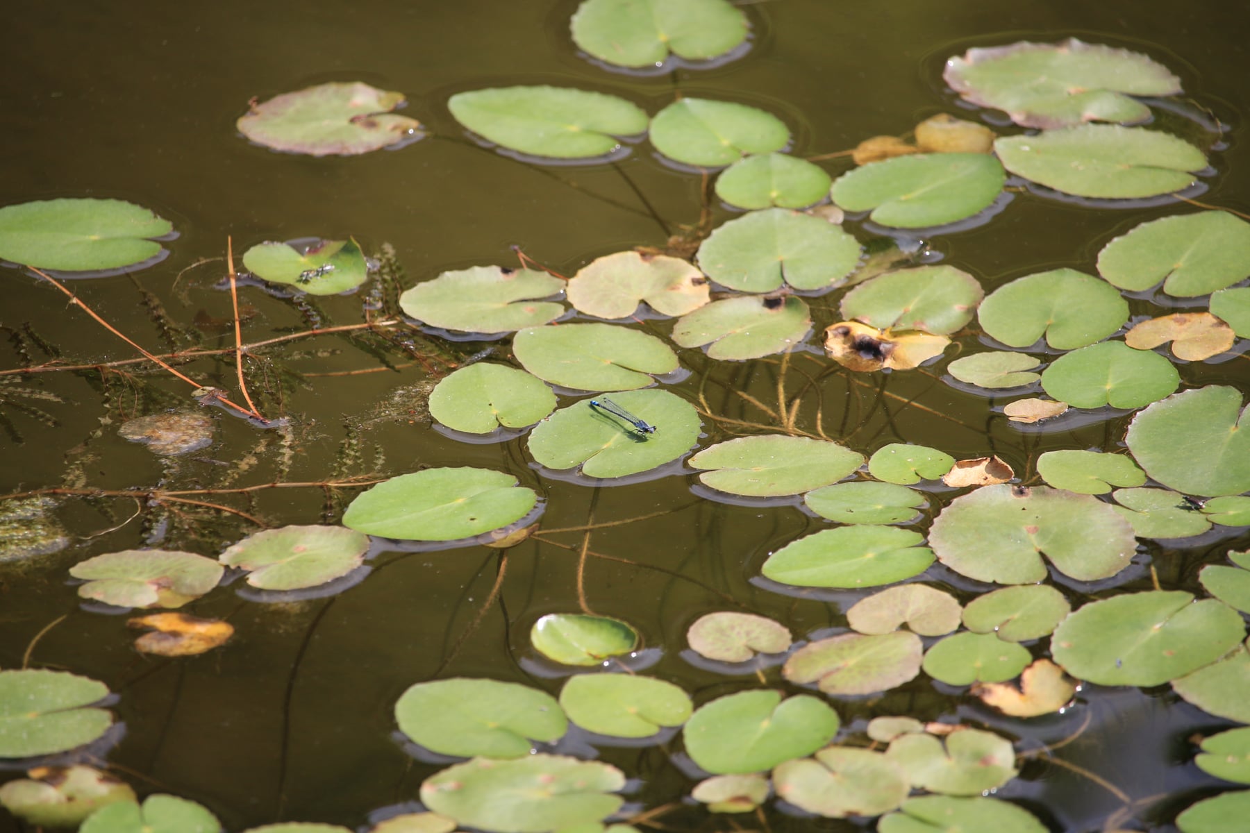 クロイトトンボ（オス）