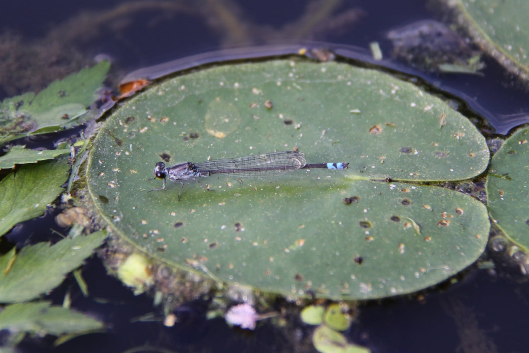 クロイトトンボ（メス）