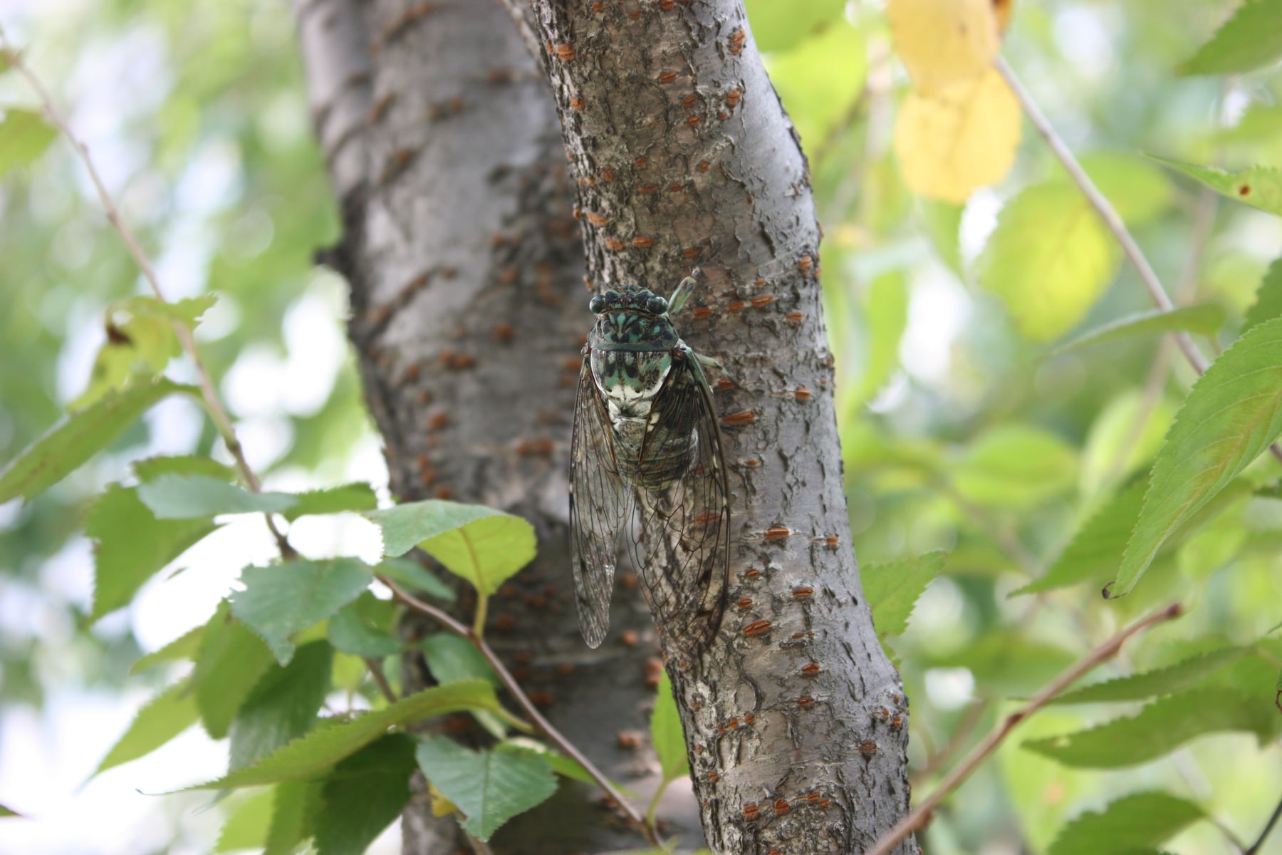 ミンミンゼミ（成虫）