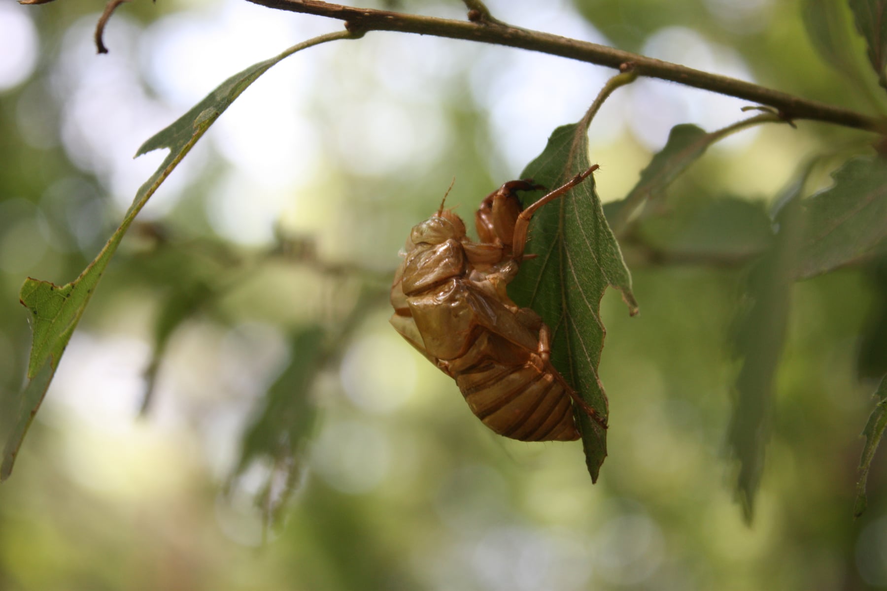 ミンミンゼミ（抜け殻）