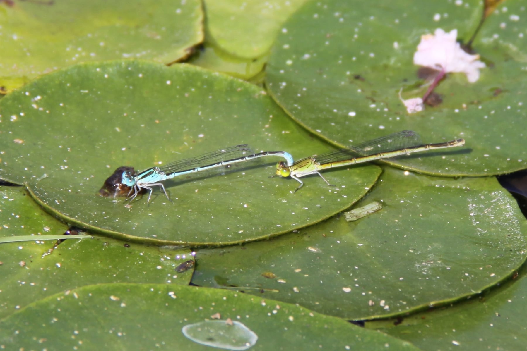 ムスジイトトンボ