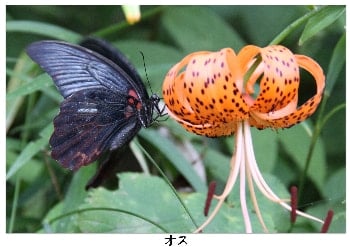 ナガサキアゲハ