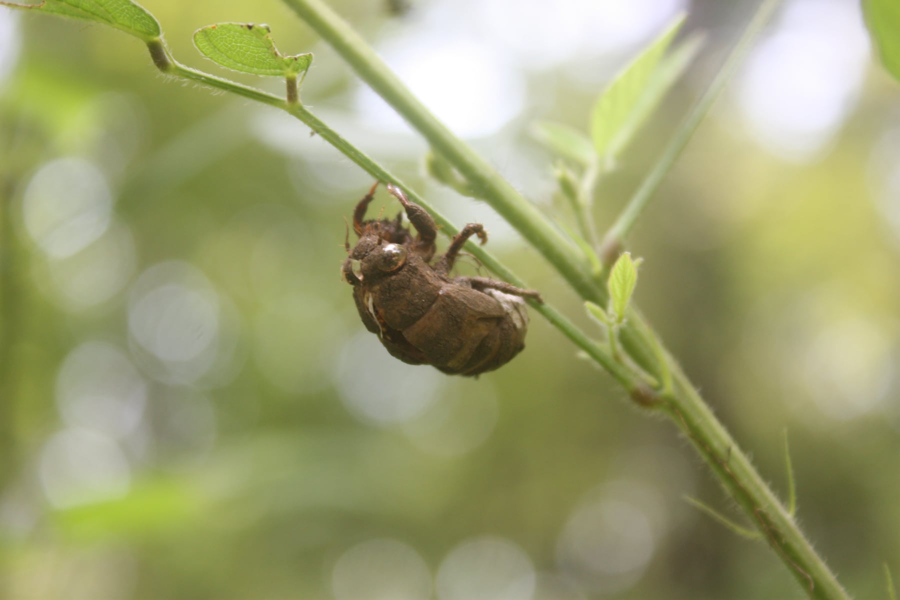 ニイニイゼミ（抜け殻）