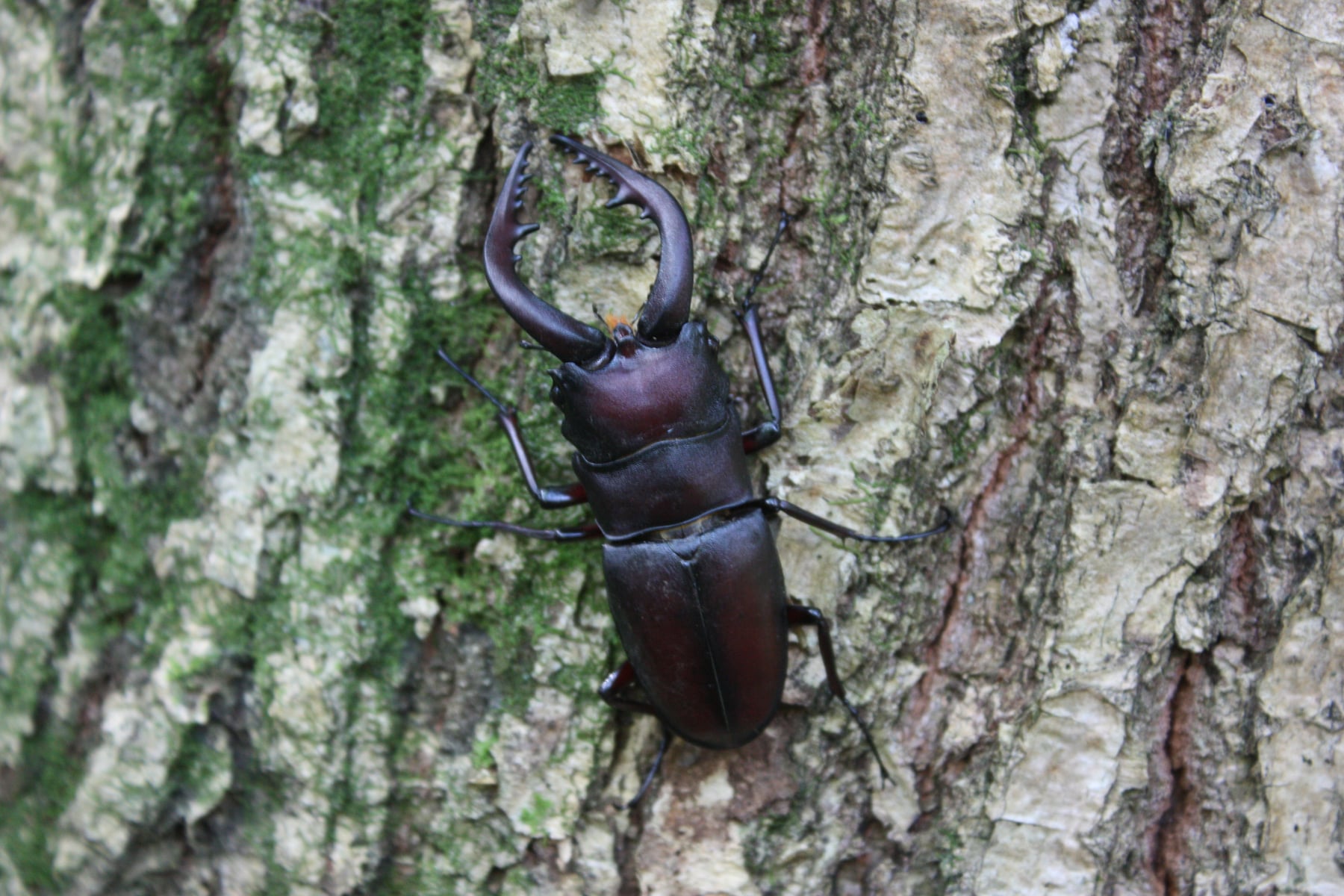 ノコギリクワガタ