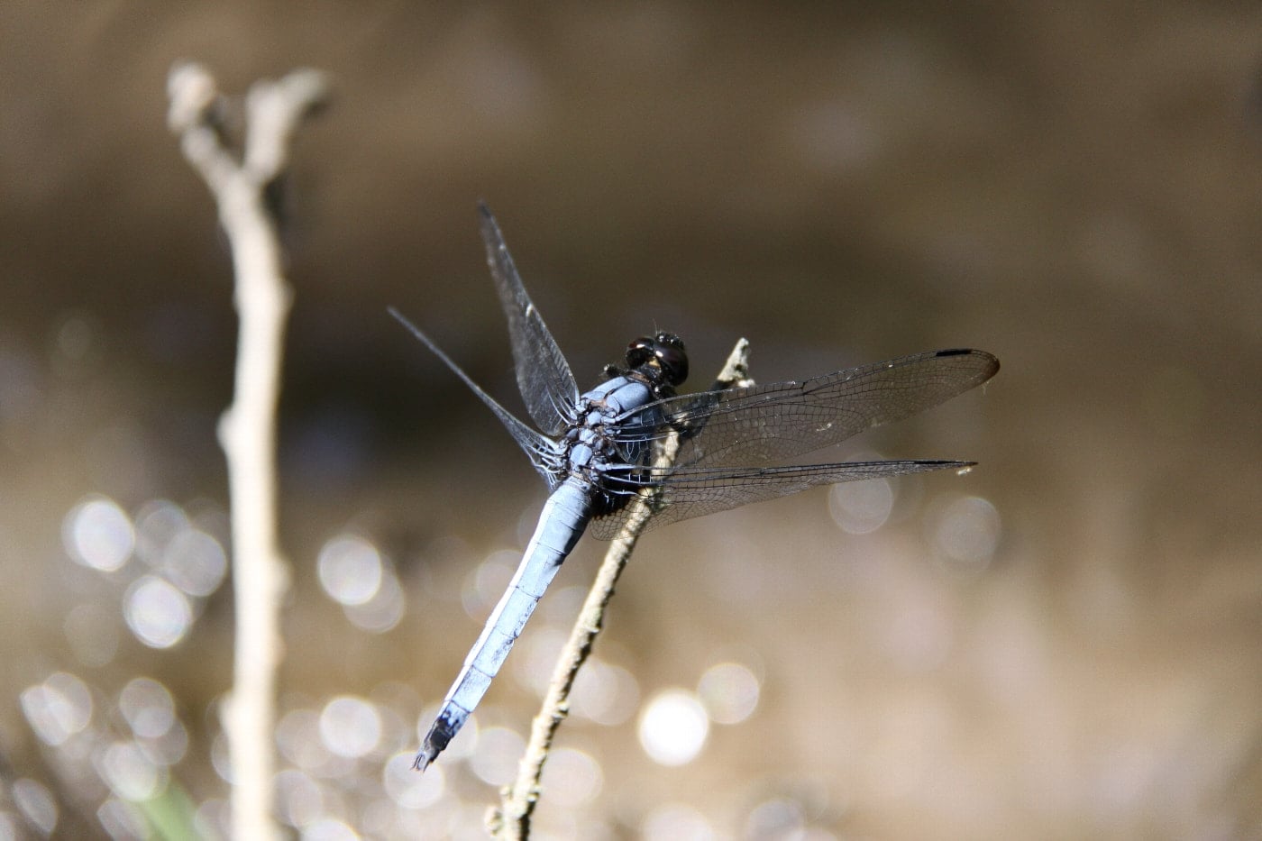 オオシオカラトンボ