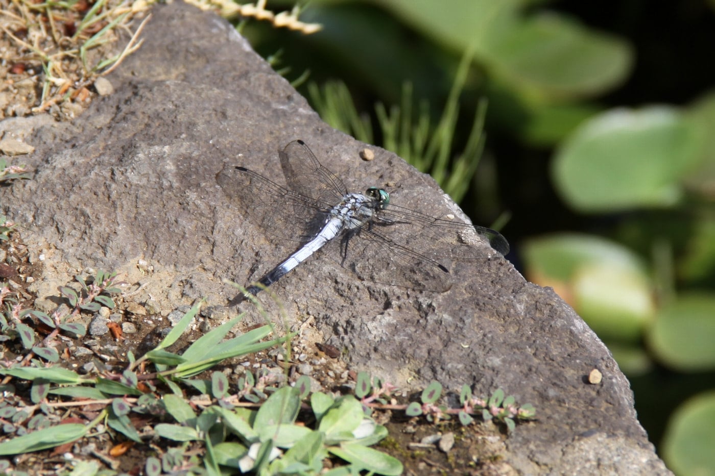 シオカラトンボ