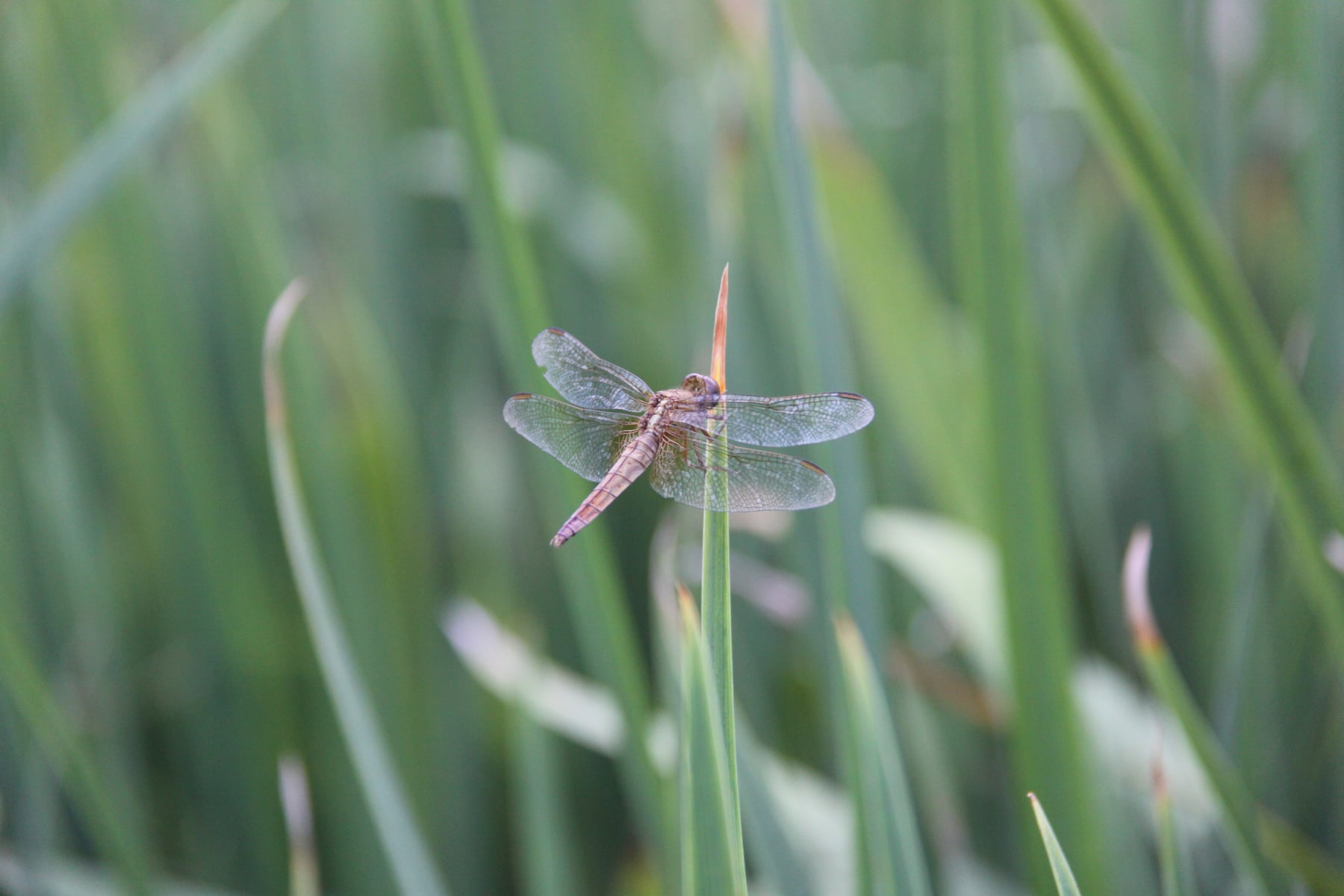 ショウジョウトンボ（メス）