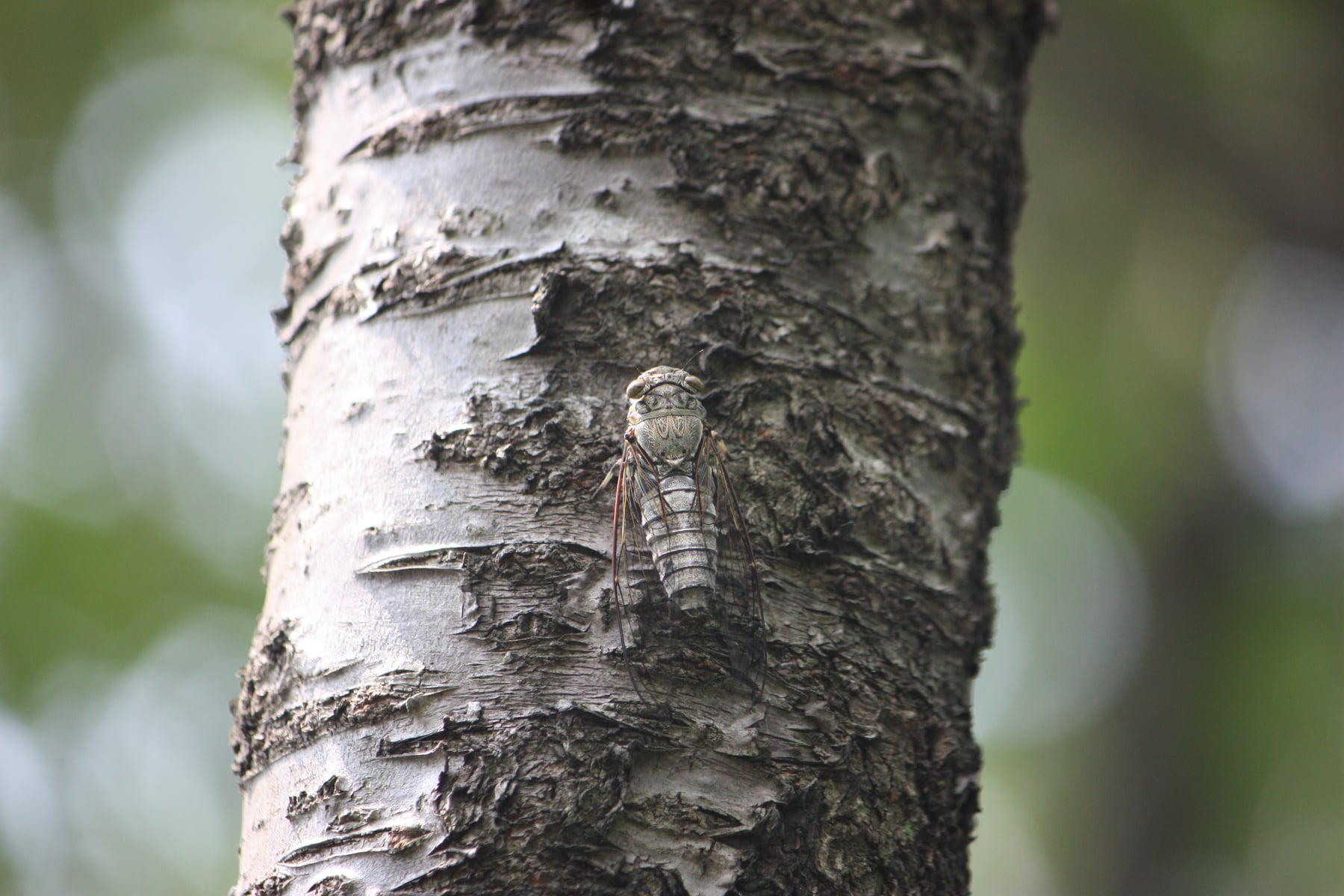 ツクツクボウシ（成虫）