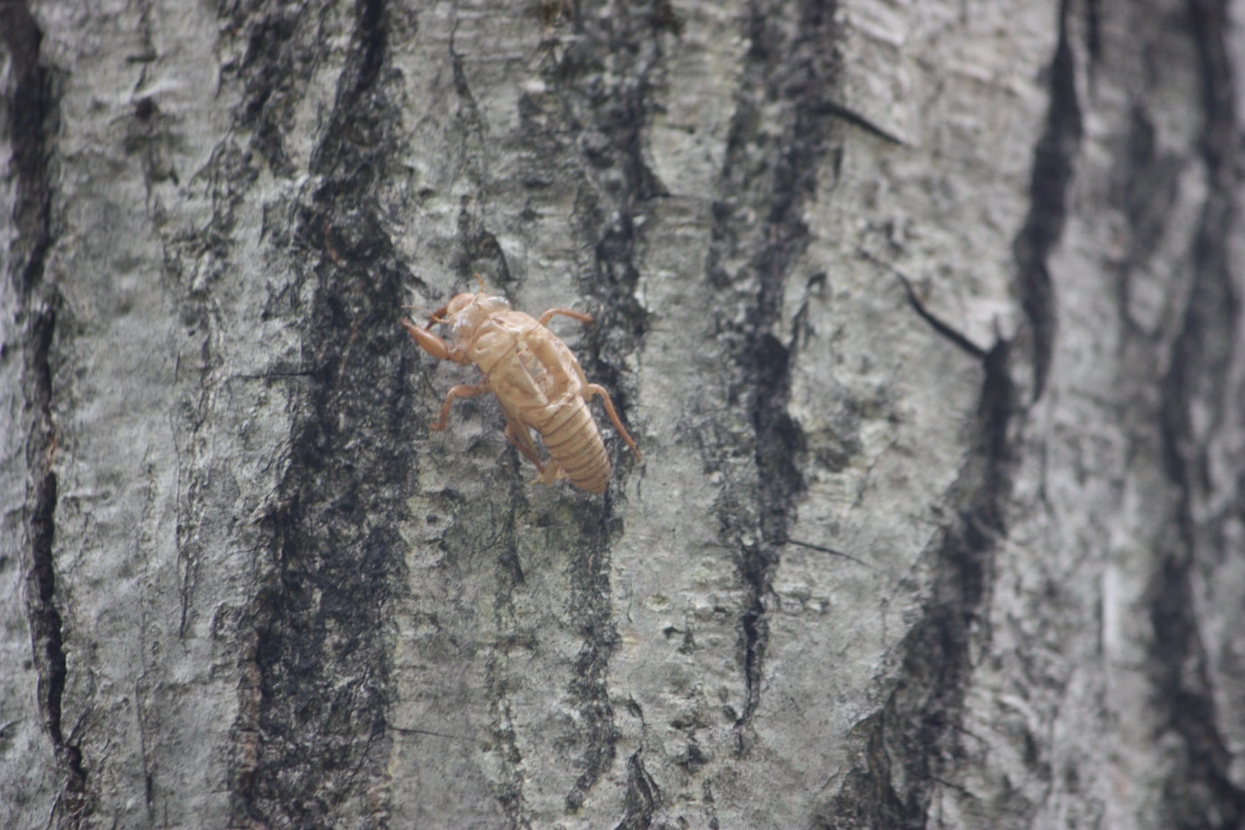ツクツクボウシ（抜け殻）