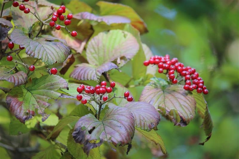 ガマズミ（実）